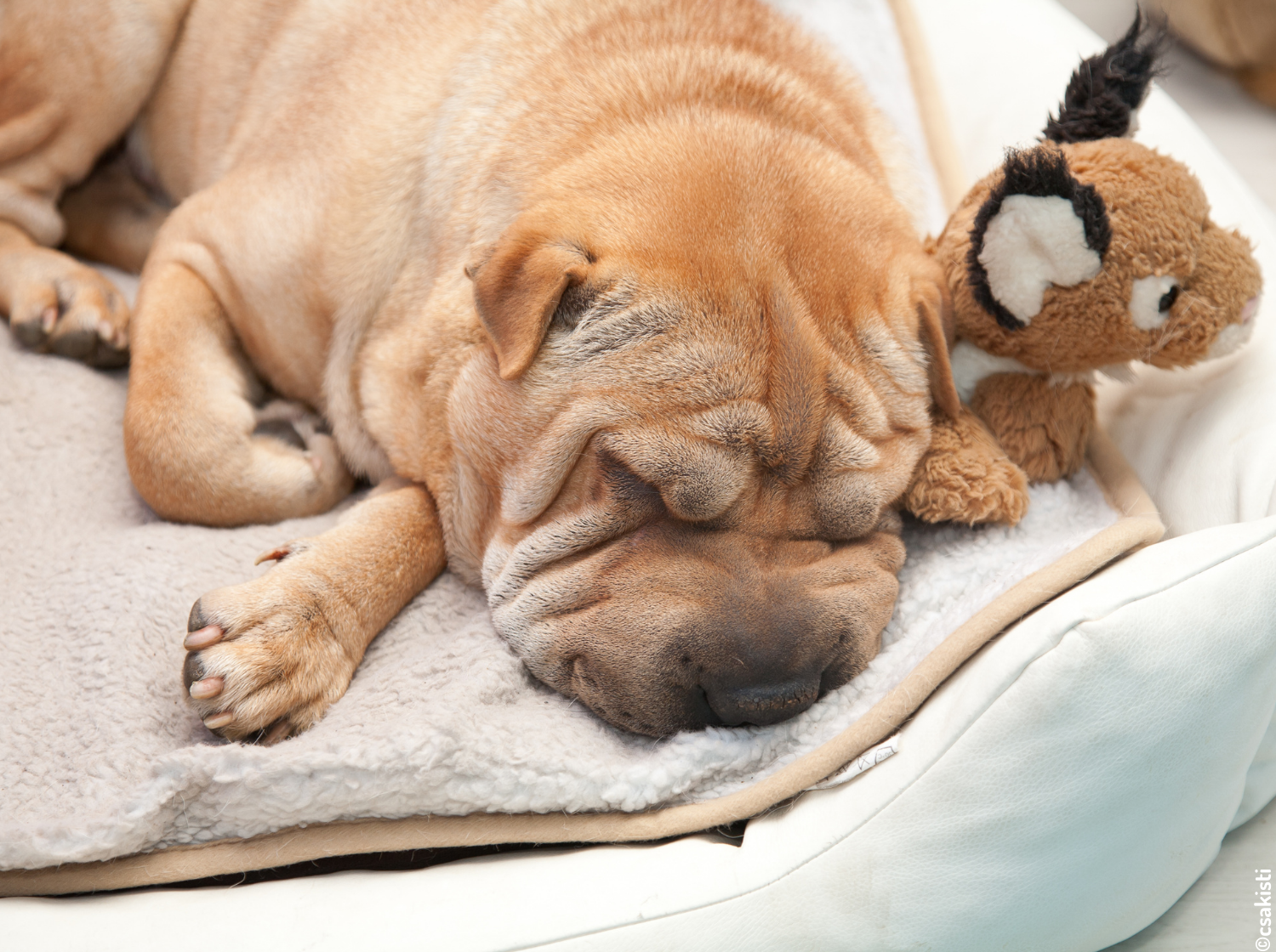 Chien qui dort dans un panier avec son doudou vt