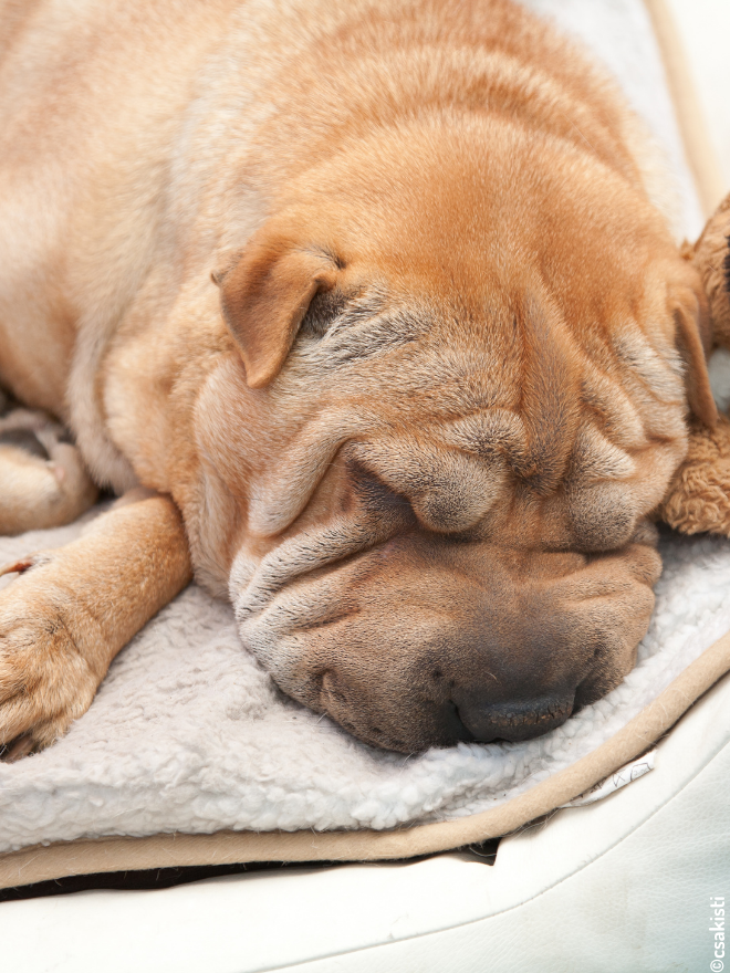 Chien qui dort dans un panier avec son doudou