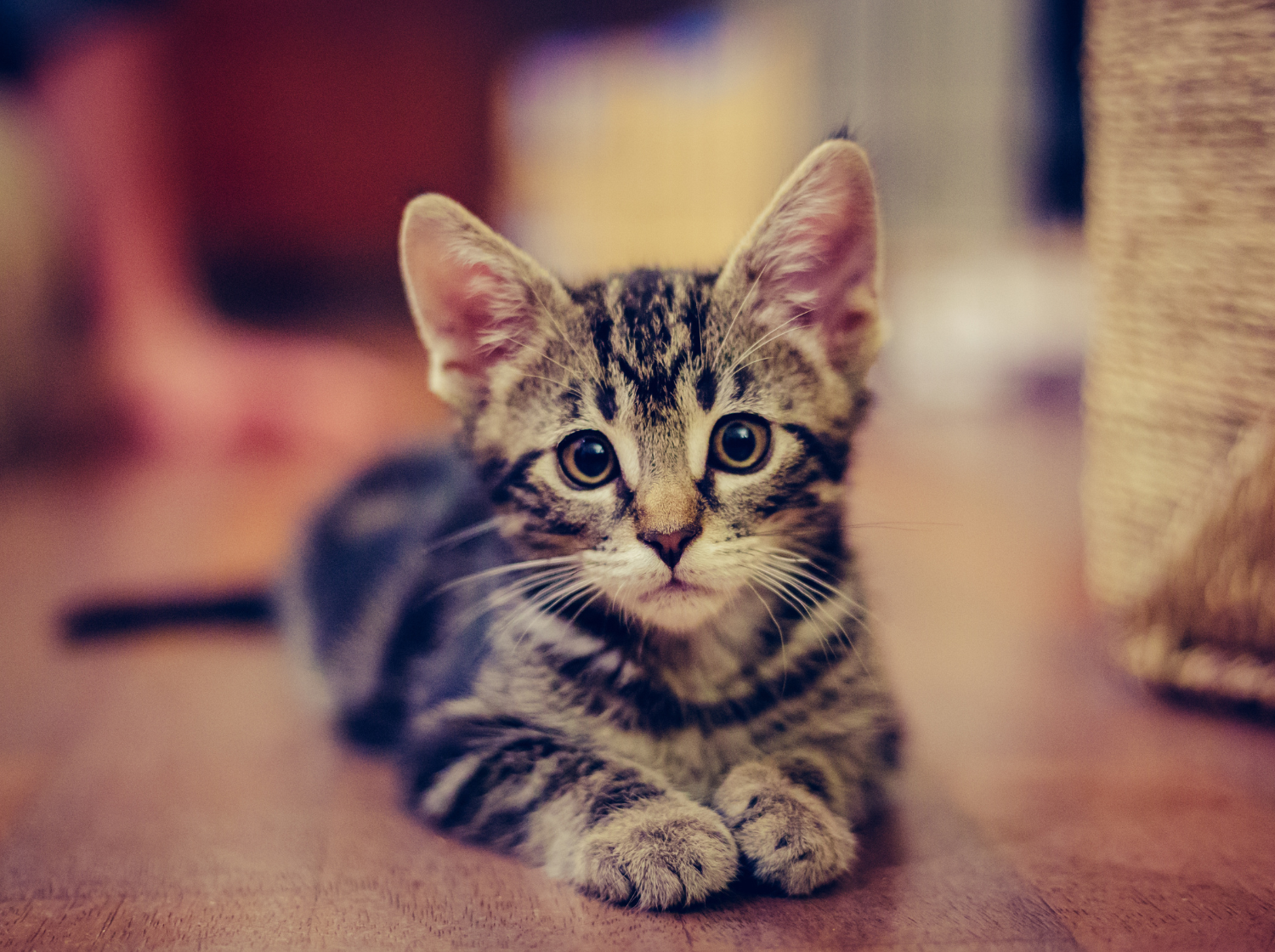 Un chaton sur le sol