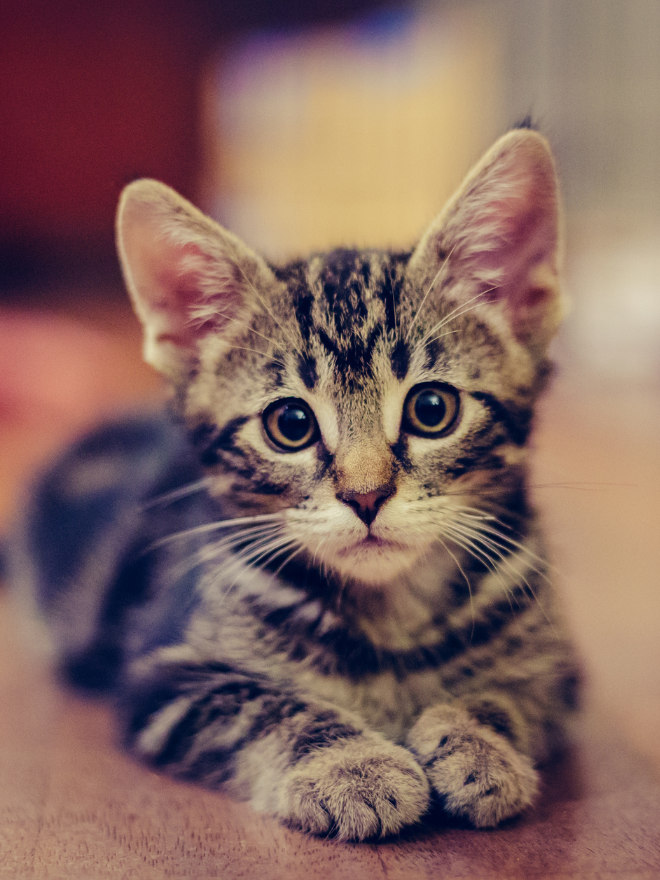 Un chaton sur le sol