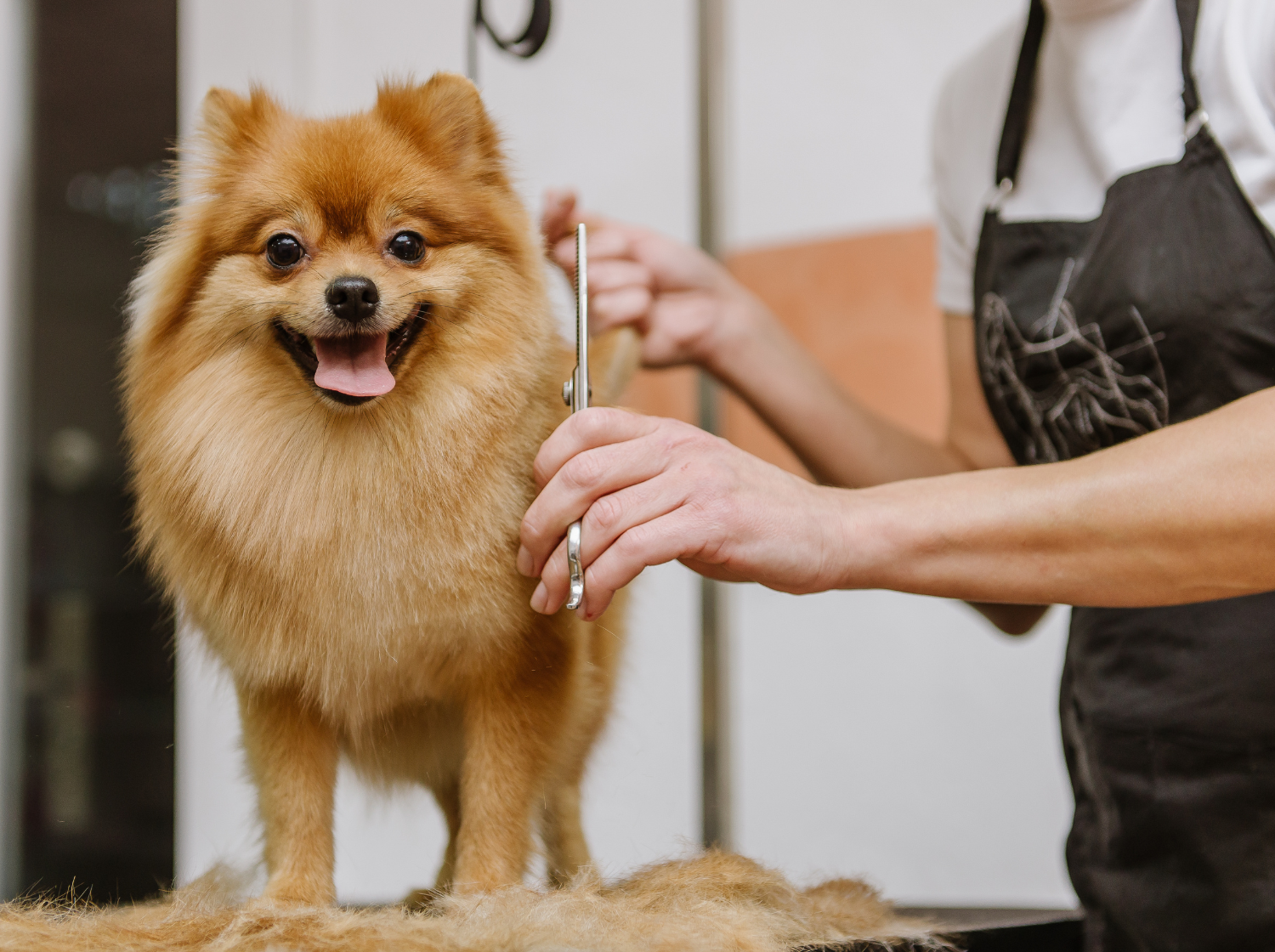 Chien avec un toiletteur