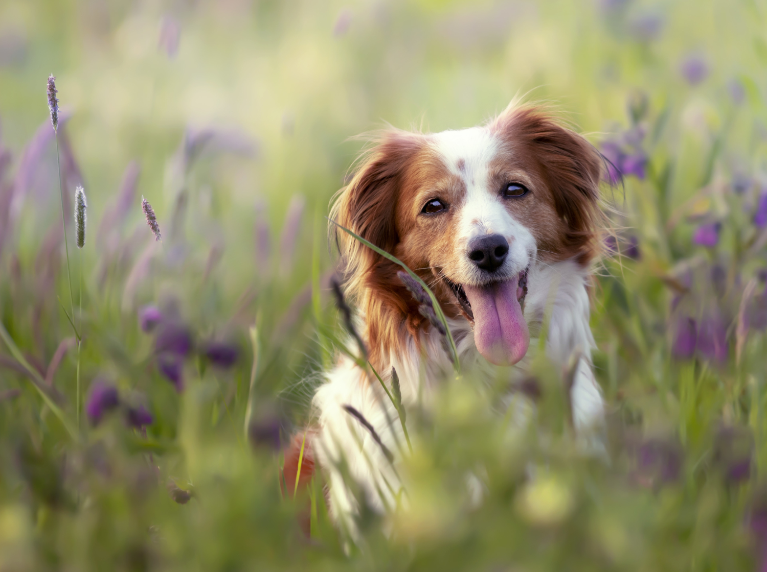 Chien dans un champ de fleurs vt