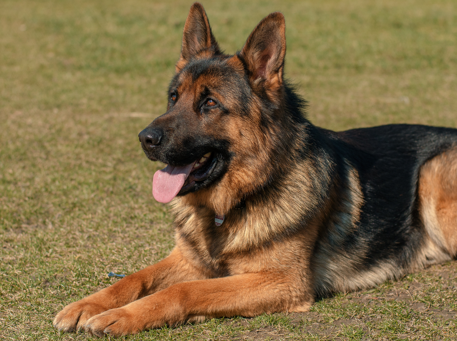 Berger allemand couché dans l'herbe