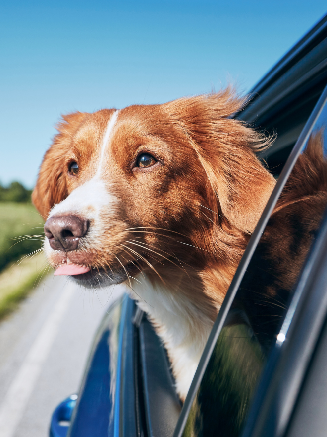 Chien en voiture qui sort la tête par la fenêtre