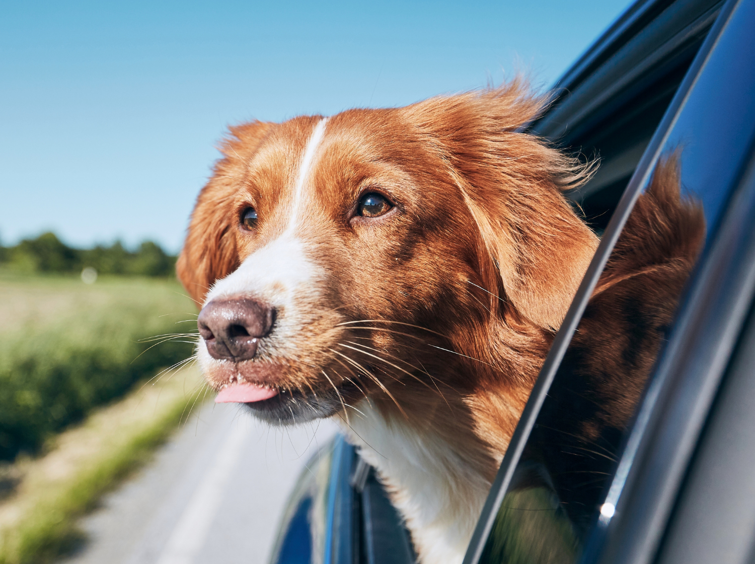 Chien en voiture qui sort la tête par la fenêtre