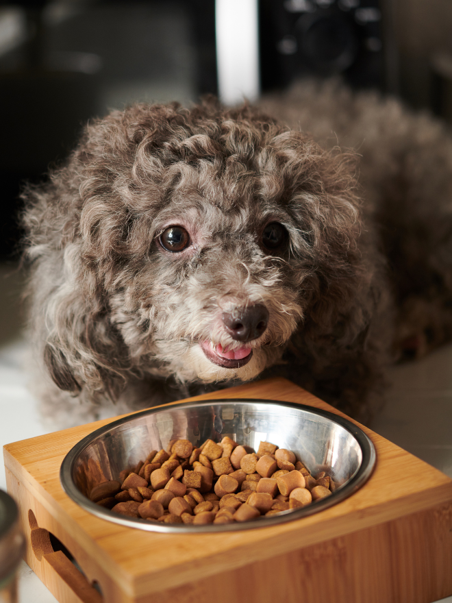 Vieux chien avec gamelle de croquettes