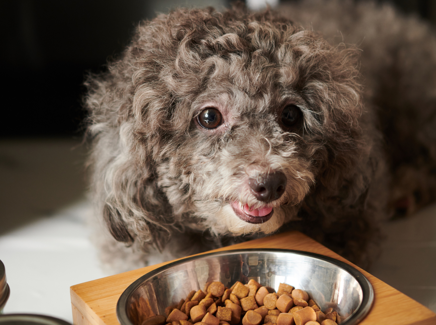 Vieux chien avec gamelle de croquettes vt