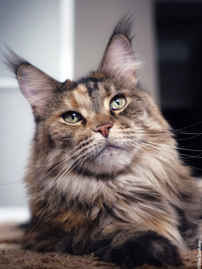 Chat Maine coon couché - visuel détail