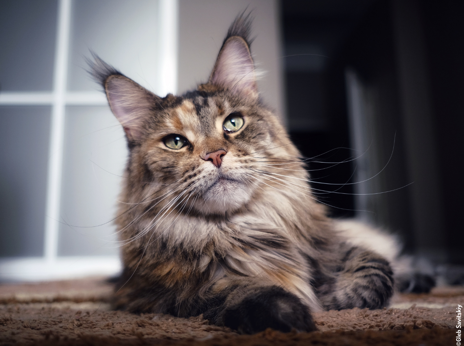 Chat Maine coon couché vt