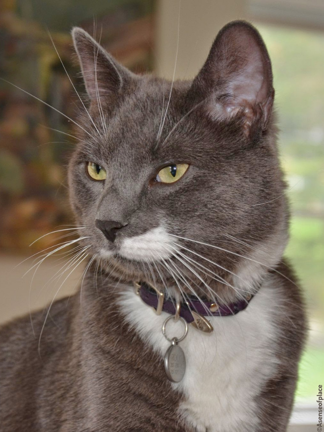 Portrait chat gris et blanc avec un collier