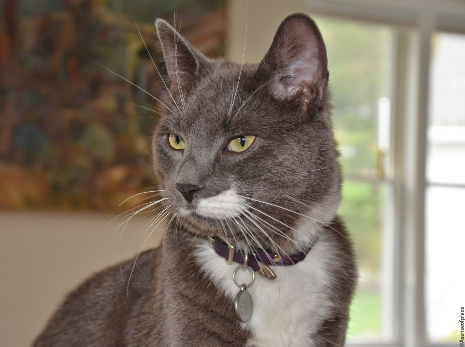 Chat gris avec un collier