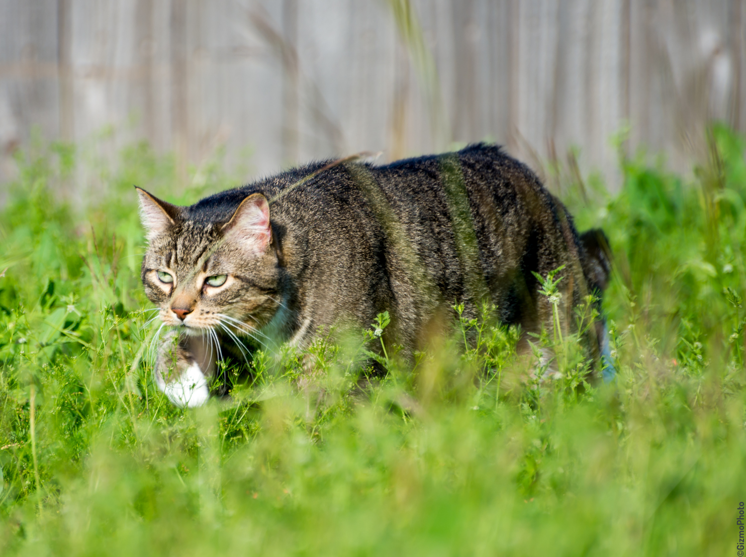 Chat qui chasse dans un champ