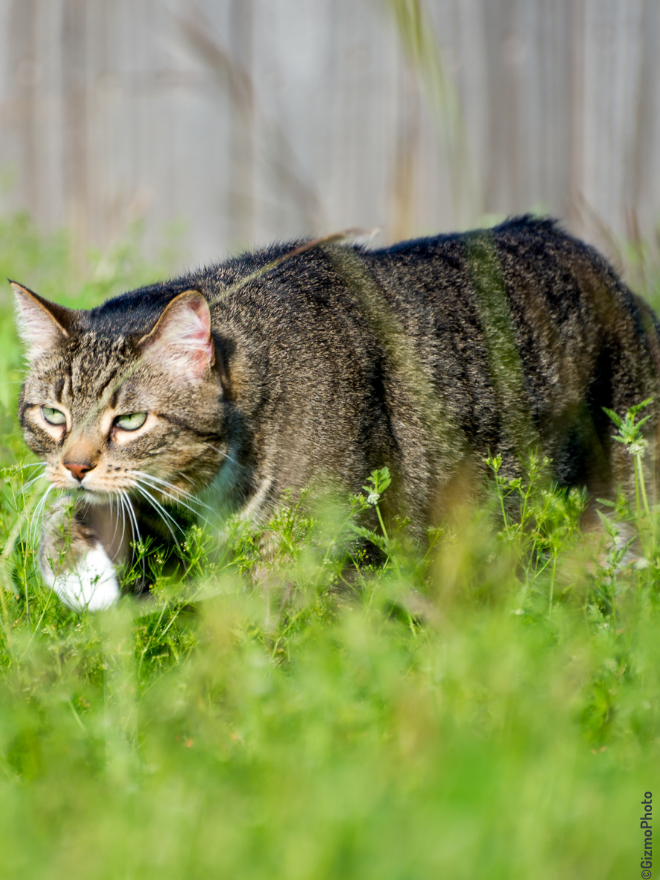 Chat qui chasse dans un champ