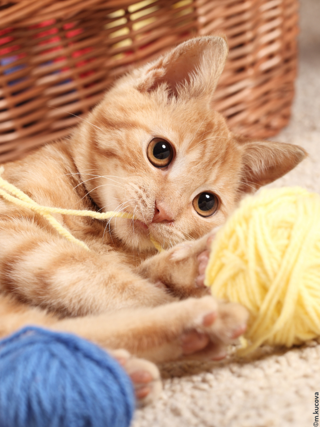 Chat qui joue avec une pelote de laine