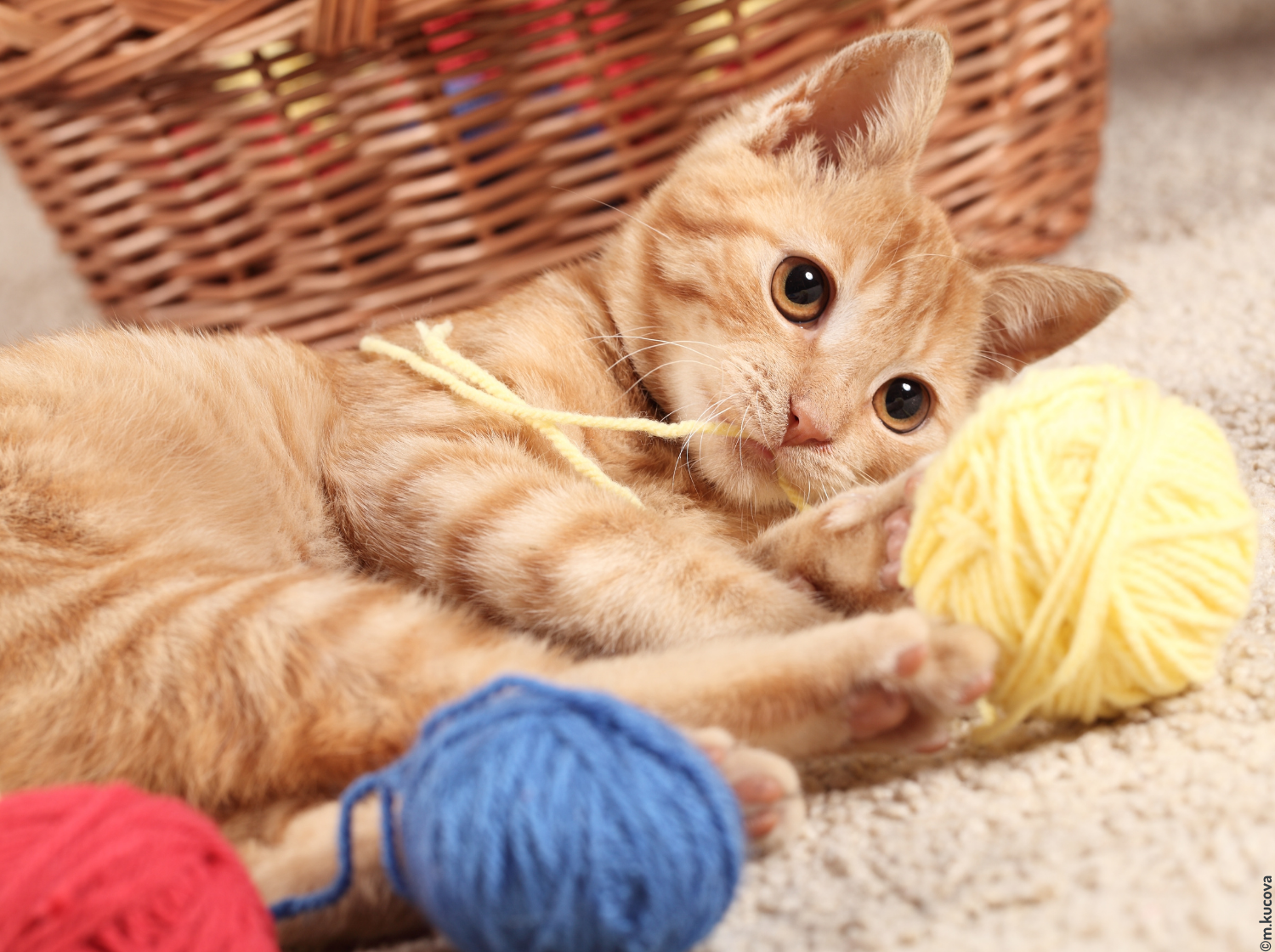 Chat qui joue avec une pelote de laine