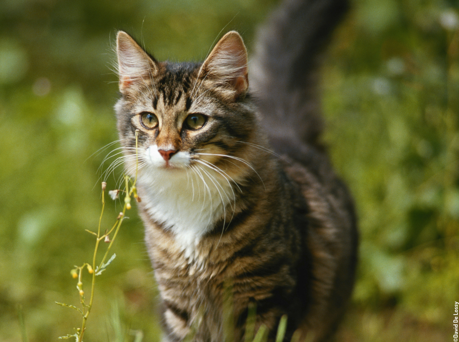Chat dans la campagne