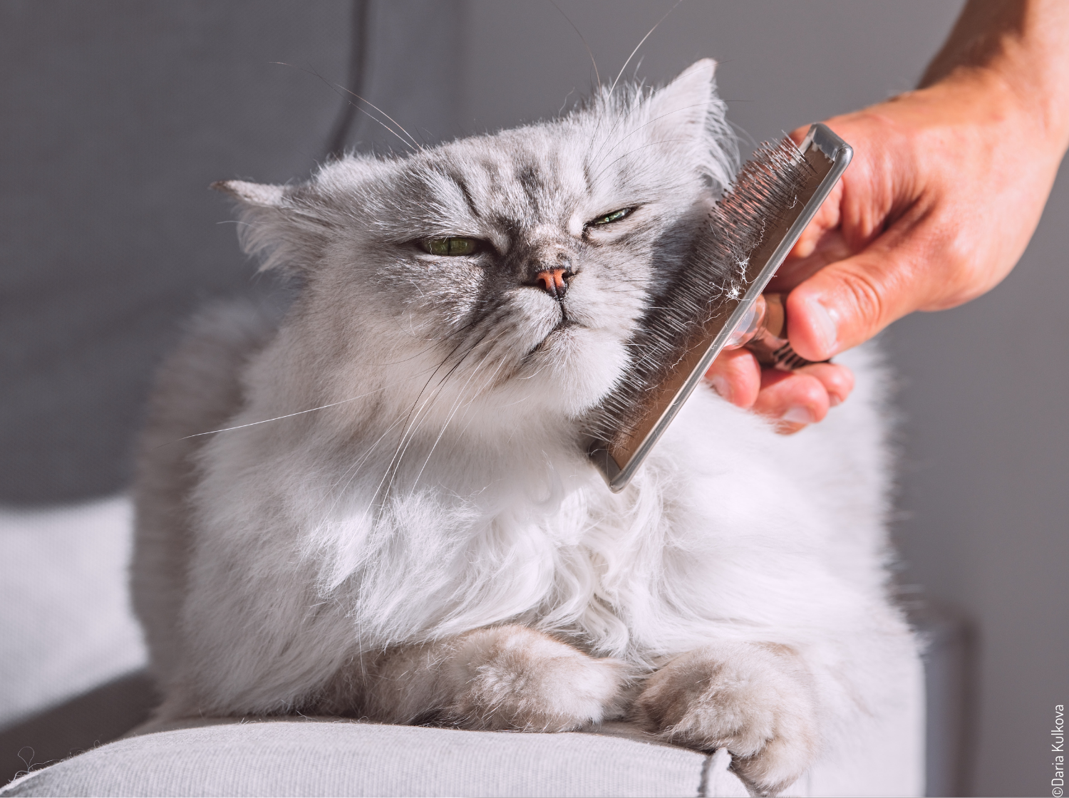 Chat qui se fait brosser