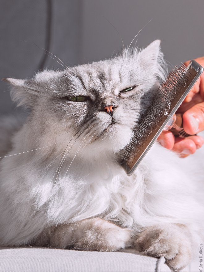 Chat qui se fait brosser