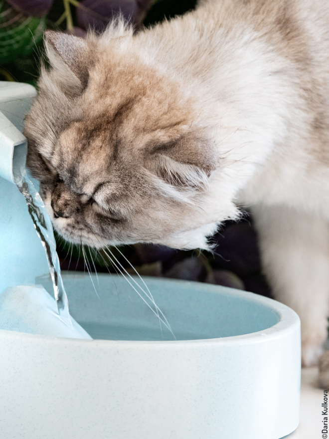 Chat qui boit dans une fontaine à eau
