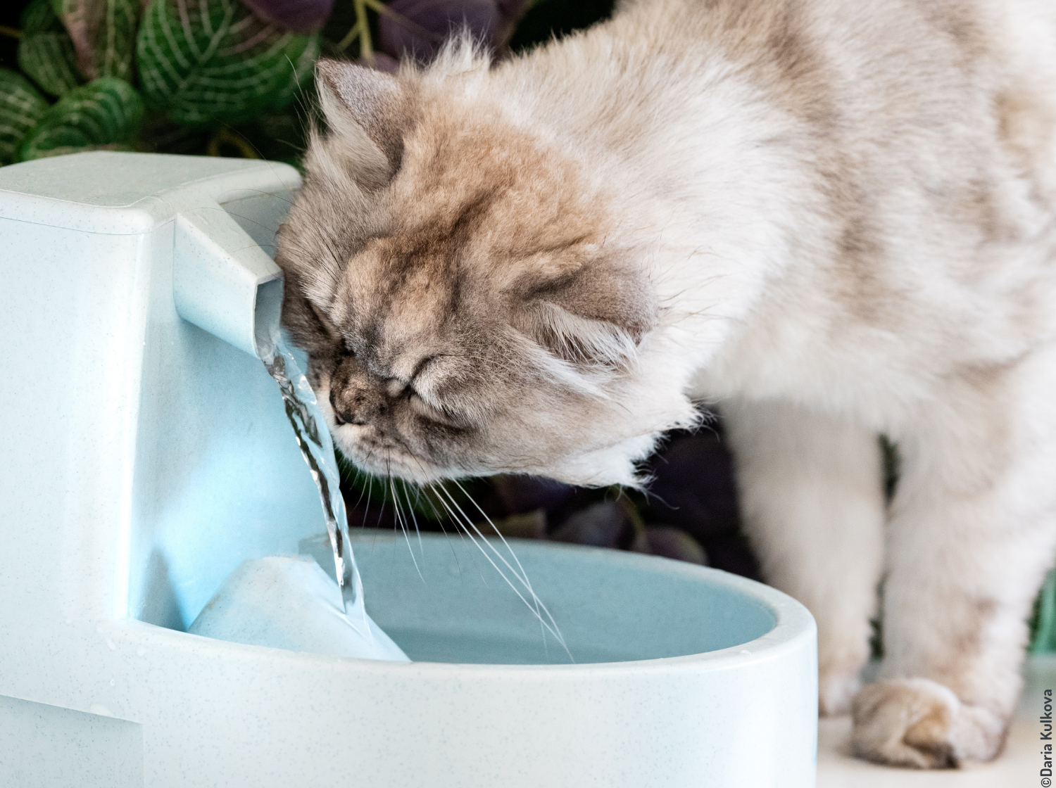Chat qui boit dans une fontaine à eau