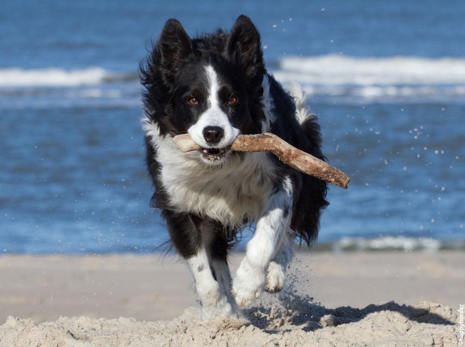 Chien qui court sur une plage avec un bâton