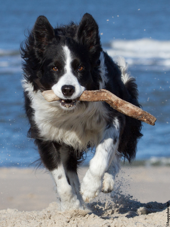 Chien qui court sur une plage avec un bâton
