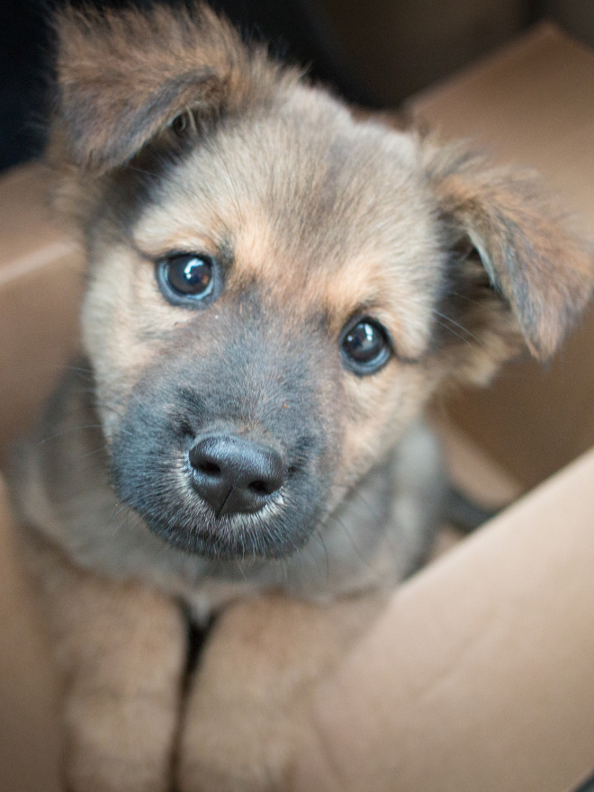 Chiot assis dans un carton