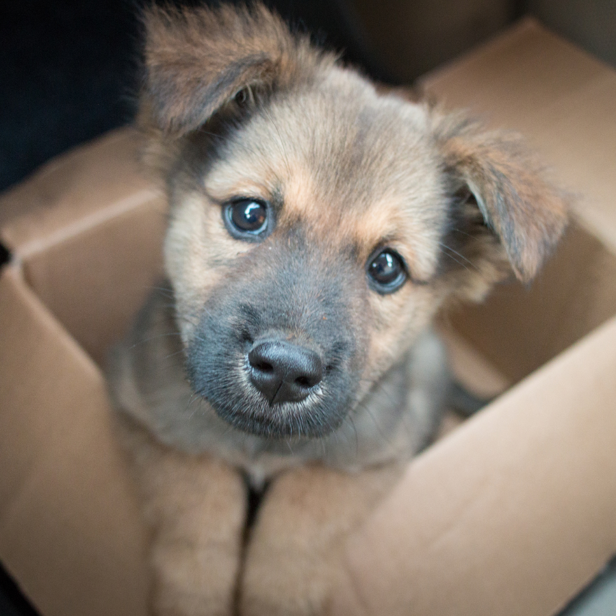 Chiot assis dans un carton