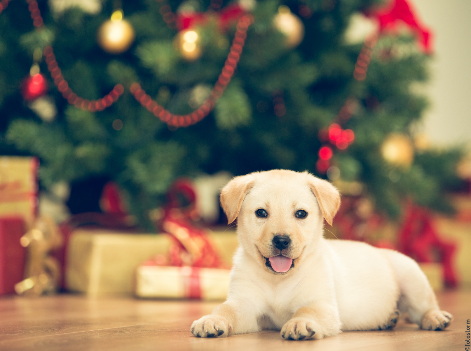 Chiot couché devant un sapin de Noël