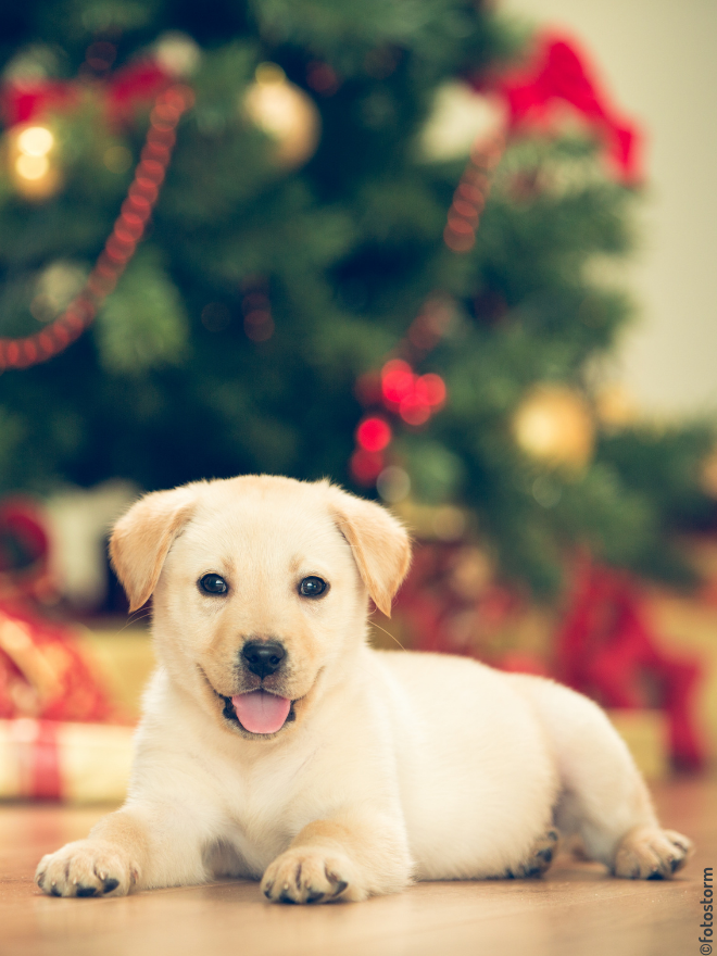 Chiot couché devant un sapin de Noël