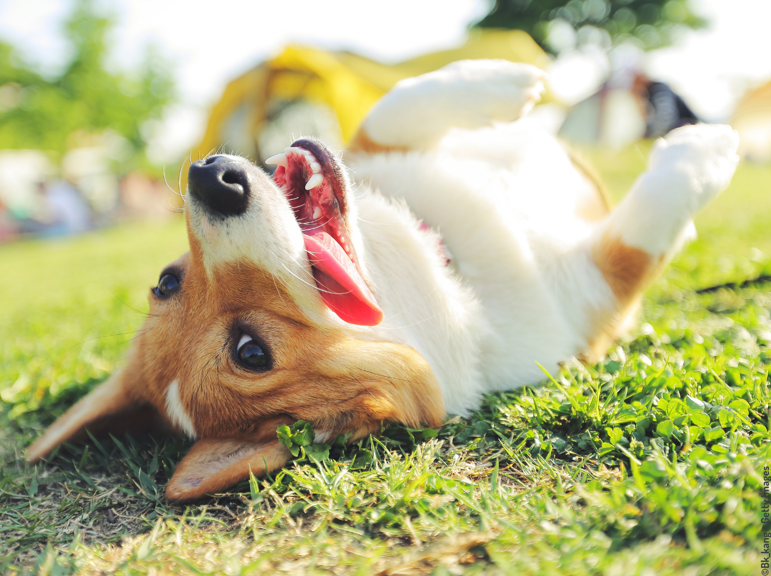 Chien corgi qui se roule dans l'herbe