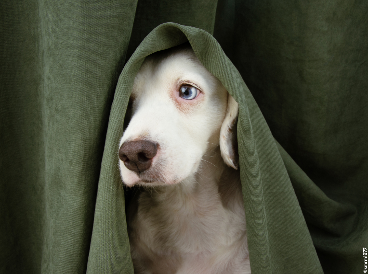 Chien en partie caché par un rideau sur la tête