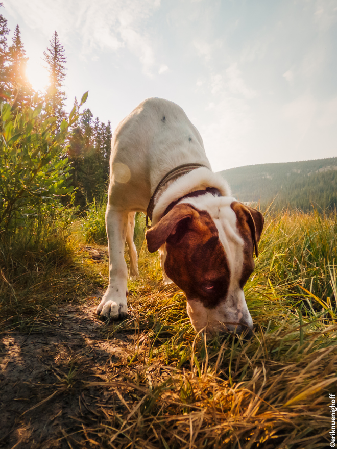 Chien qui renifle par terre à la campagne