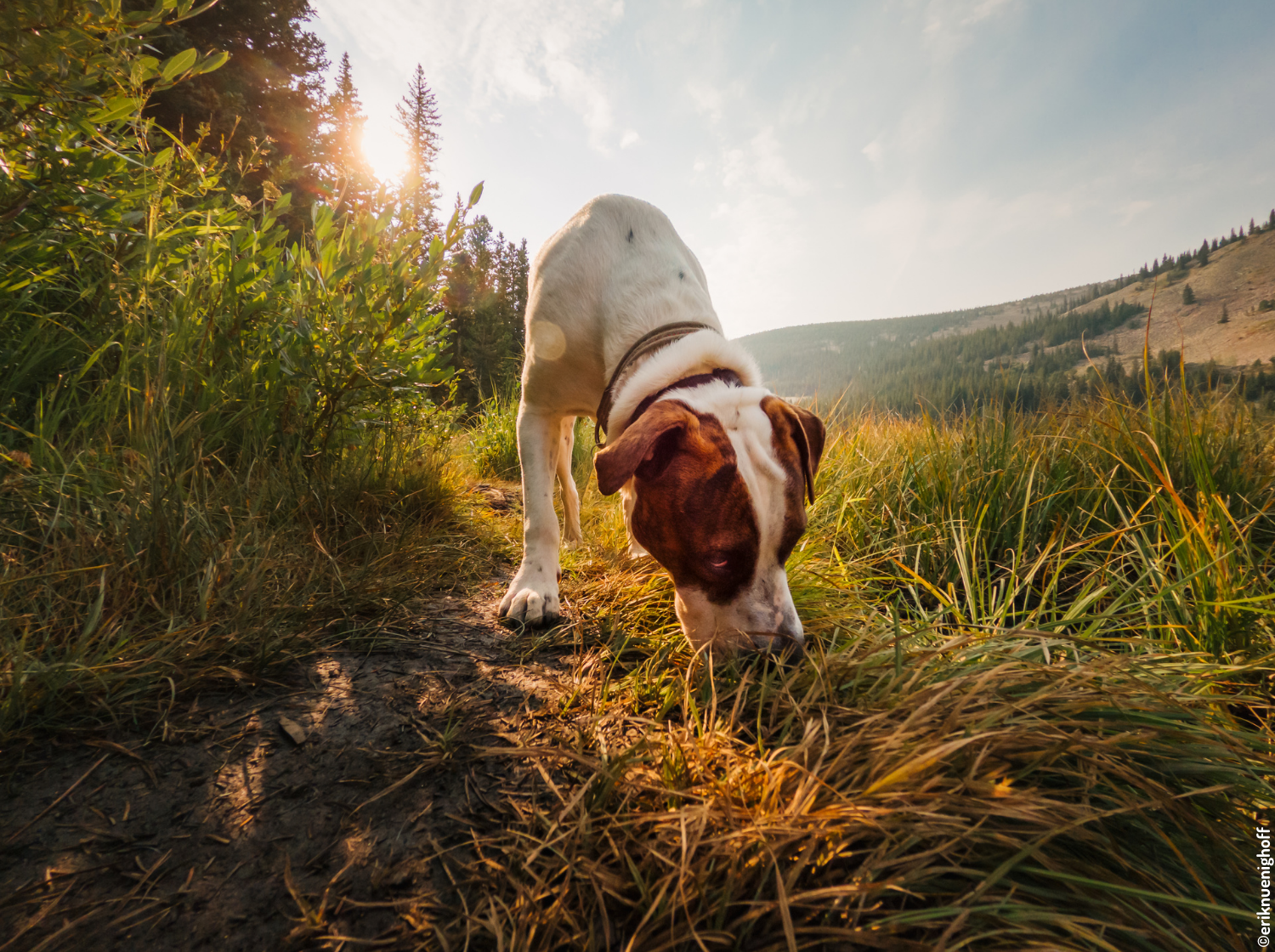 Chien qui renifle par terre à la campagne