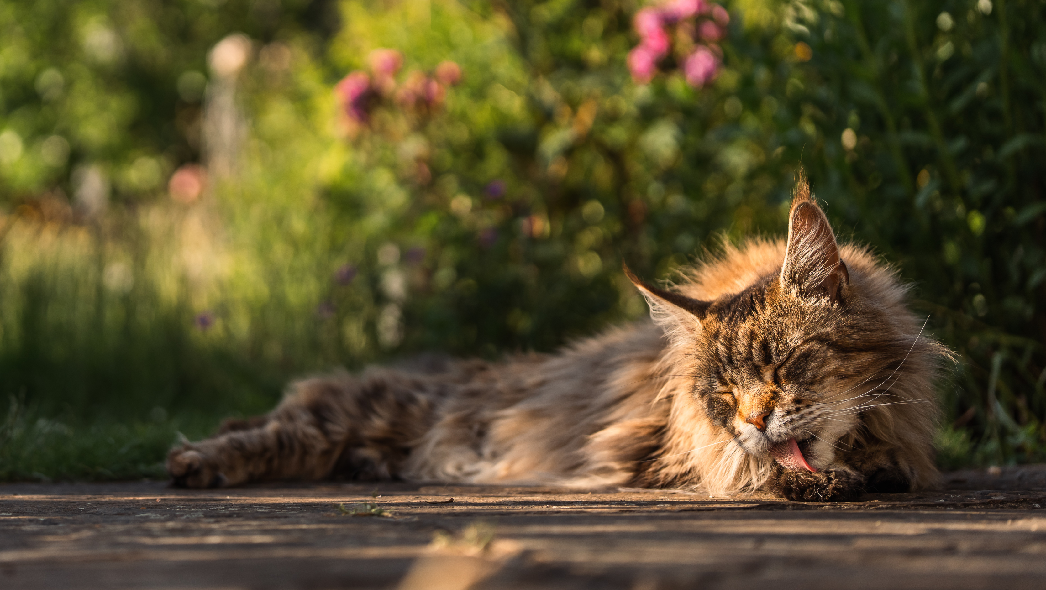 Chat qui fait sa toilette devant un bosquet de fleurs