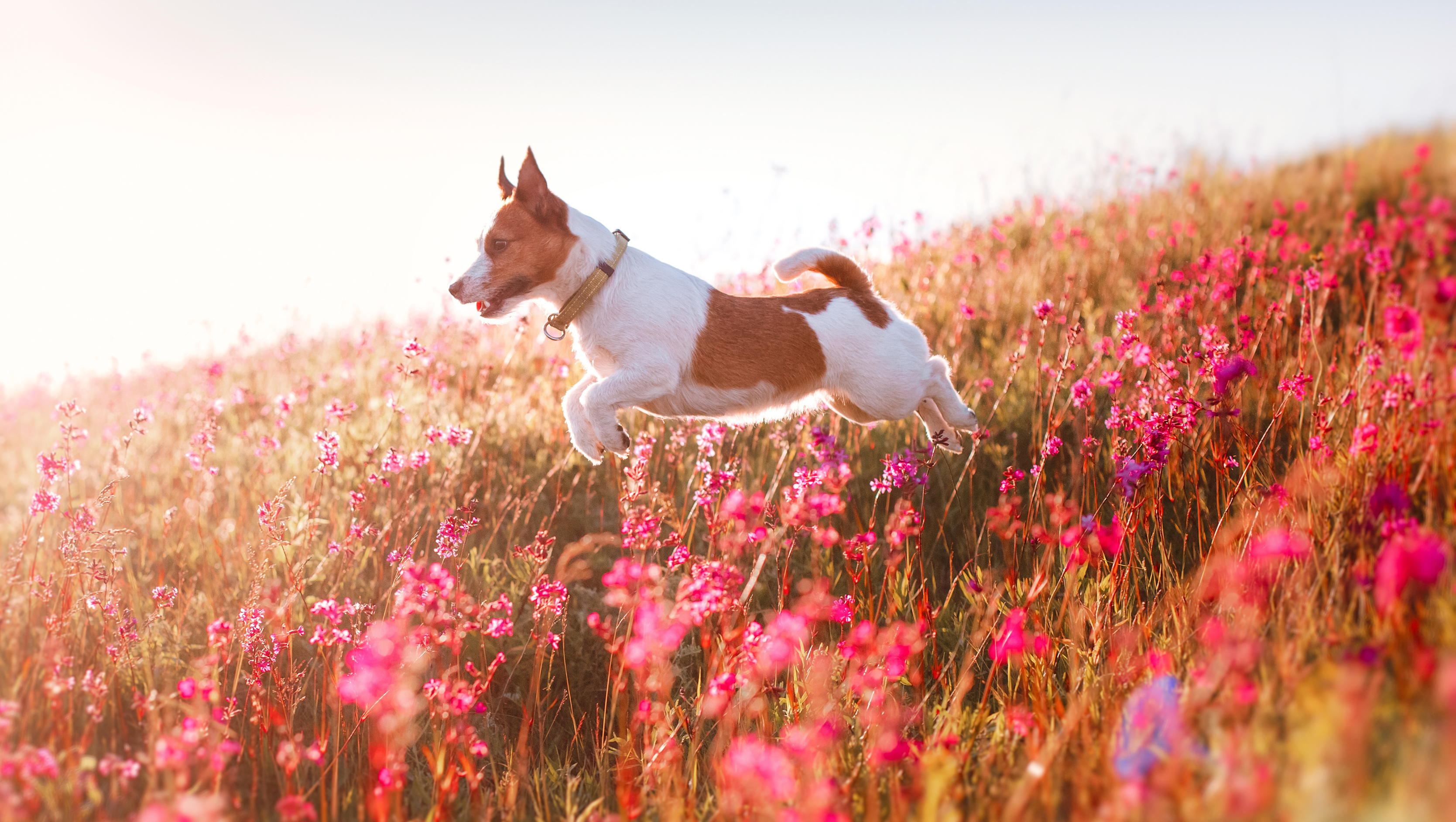 Jack Russell qui saute dans un champ de fleurs roses