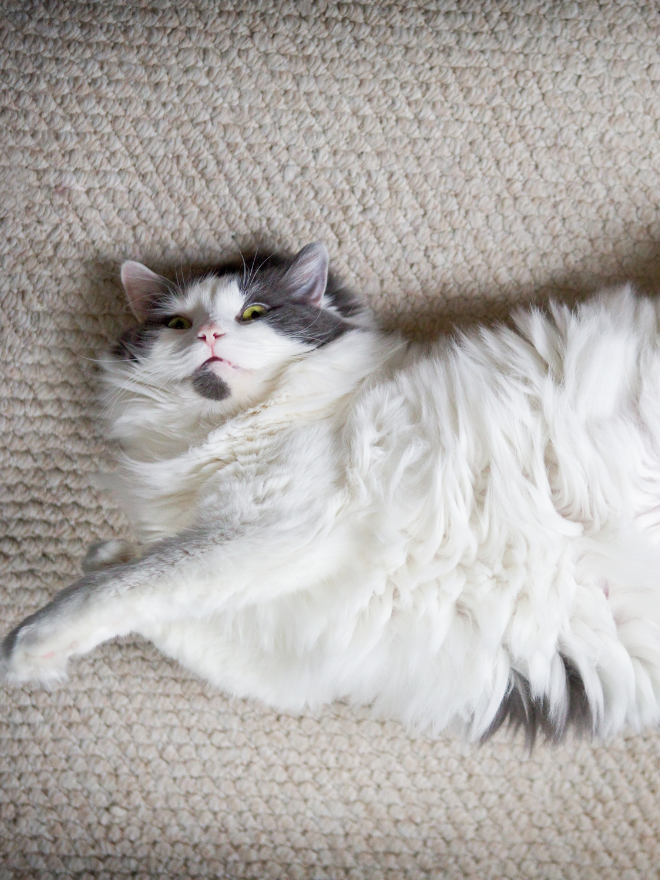 Un chat blanc obèse couché