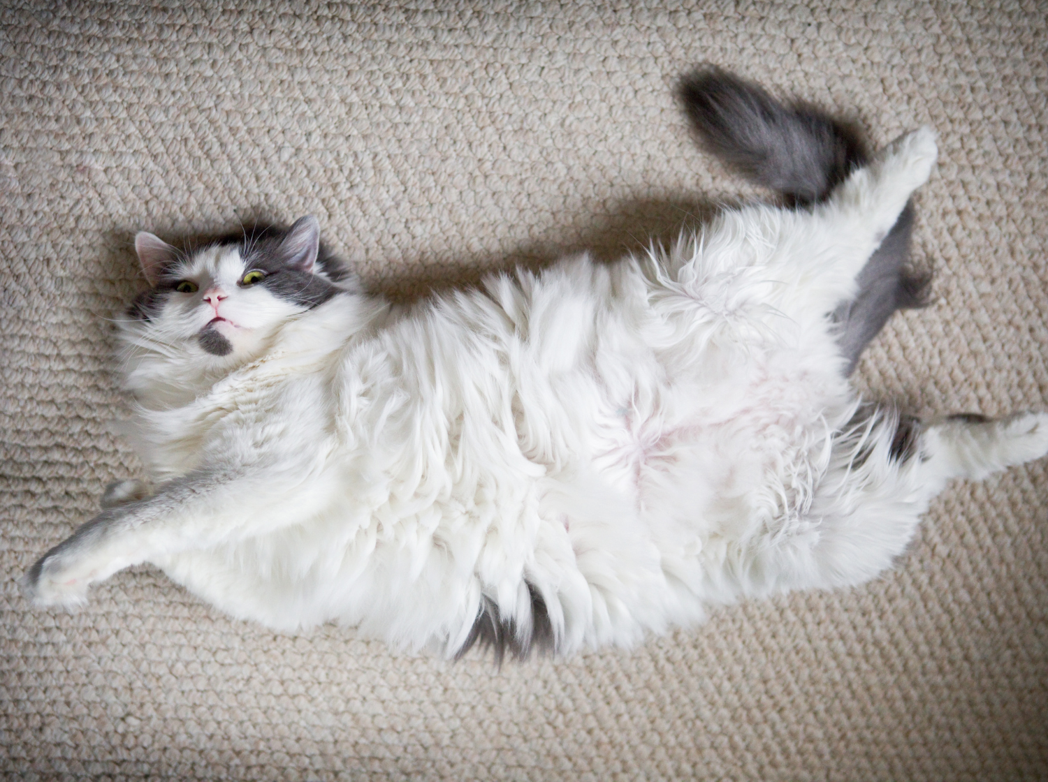 Un chat blanc obèse couché