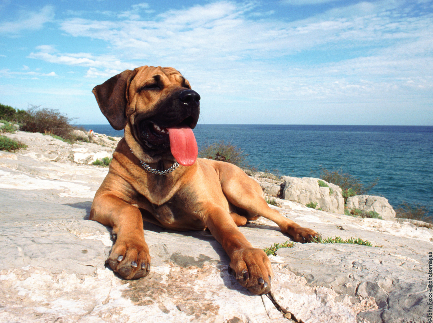 Chien couché au soleil en bord de mer