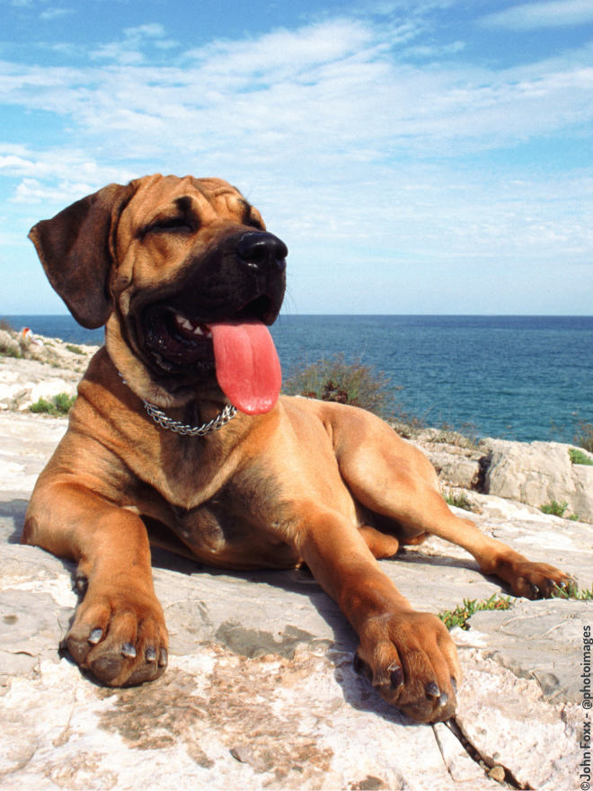 Chien couché au soleil en bord de mer
