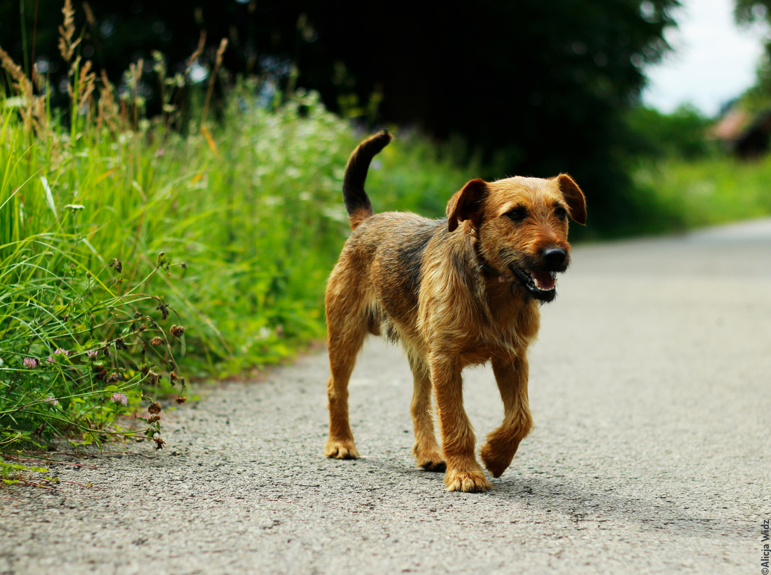 Chien qui marche sur une route