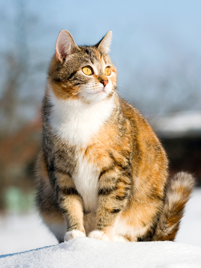 Une chatte en gestation