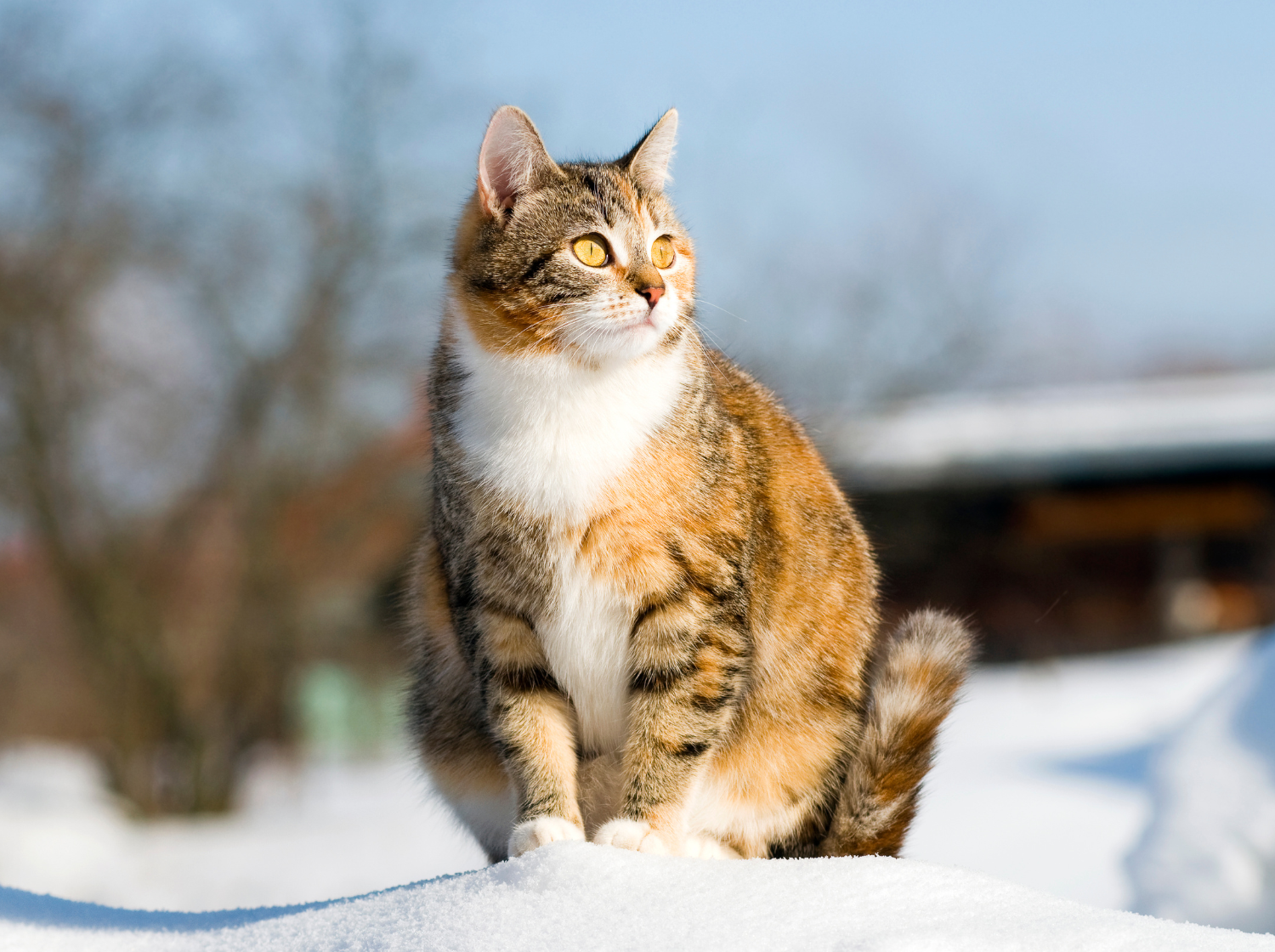 Une chatte en gestation