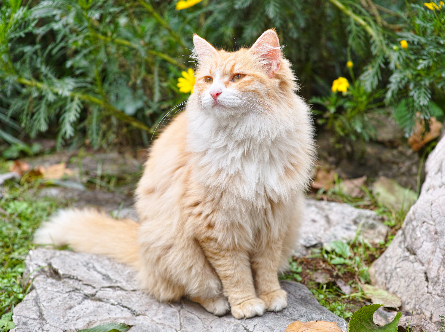 Un chat assis sur un rocher