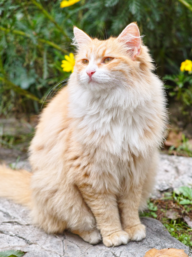 Un chat assis sur un rocher