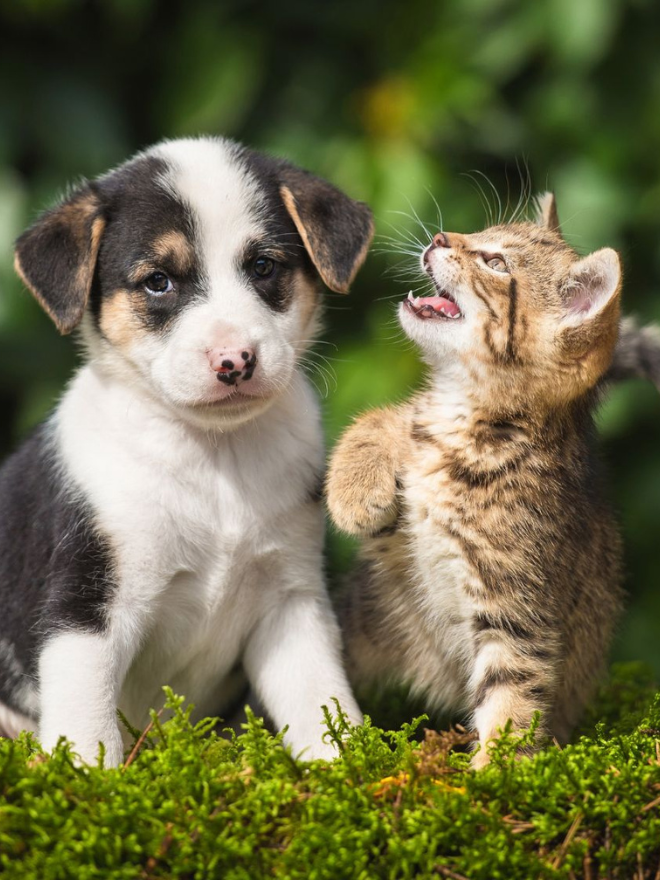 Un chiot et un chaton qui jouent dans l'herbe