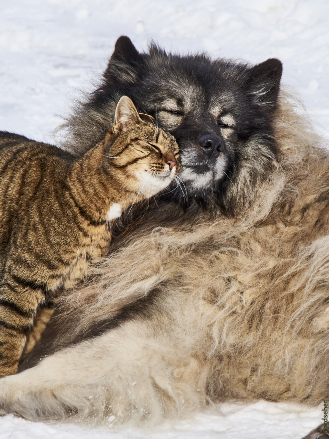 Un chien et un chat qui se câlinent dans la neige