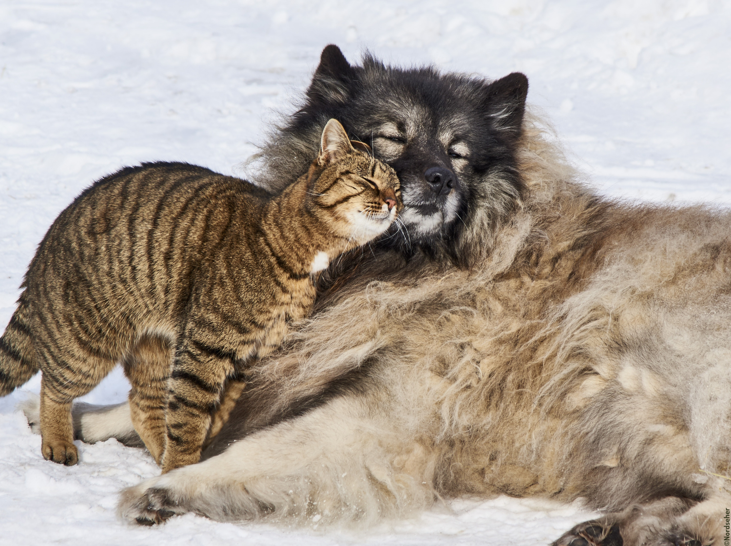 Un chien et un chat qui se câlinent dans la neige