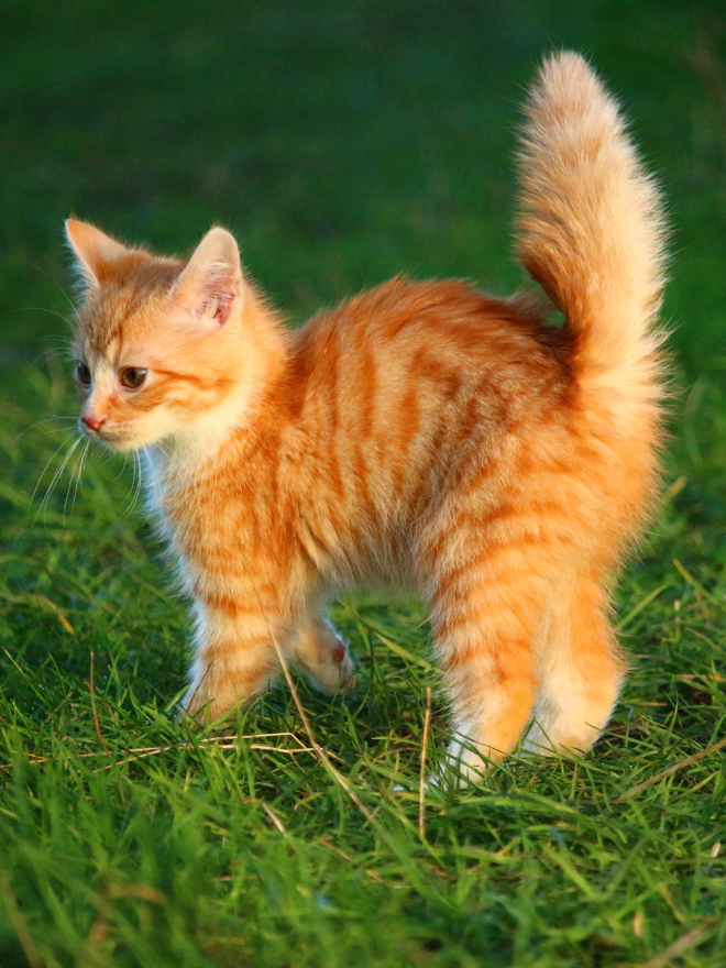 Chaton roux dans l'herbe