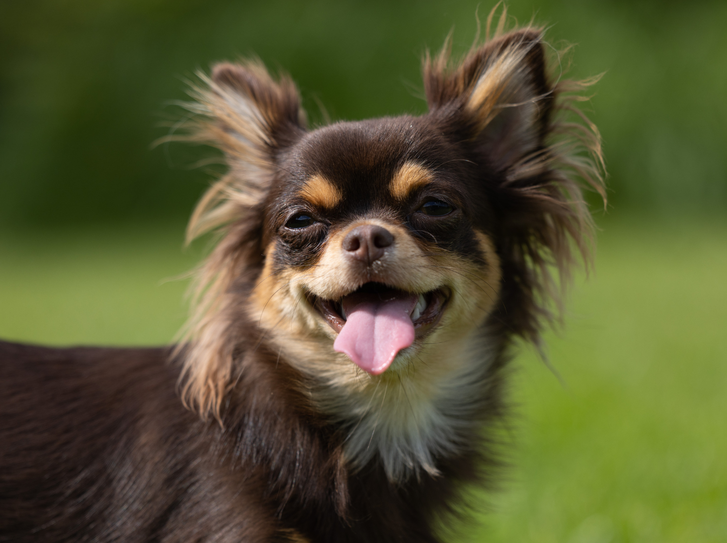 Un chihuahua à poil long